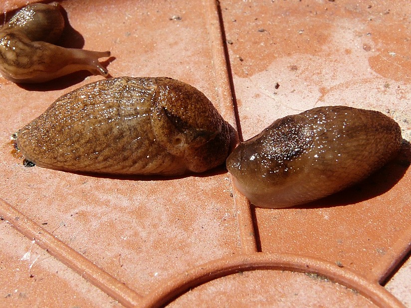 Tandonia sowerbyi del Gargano (FG)